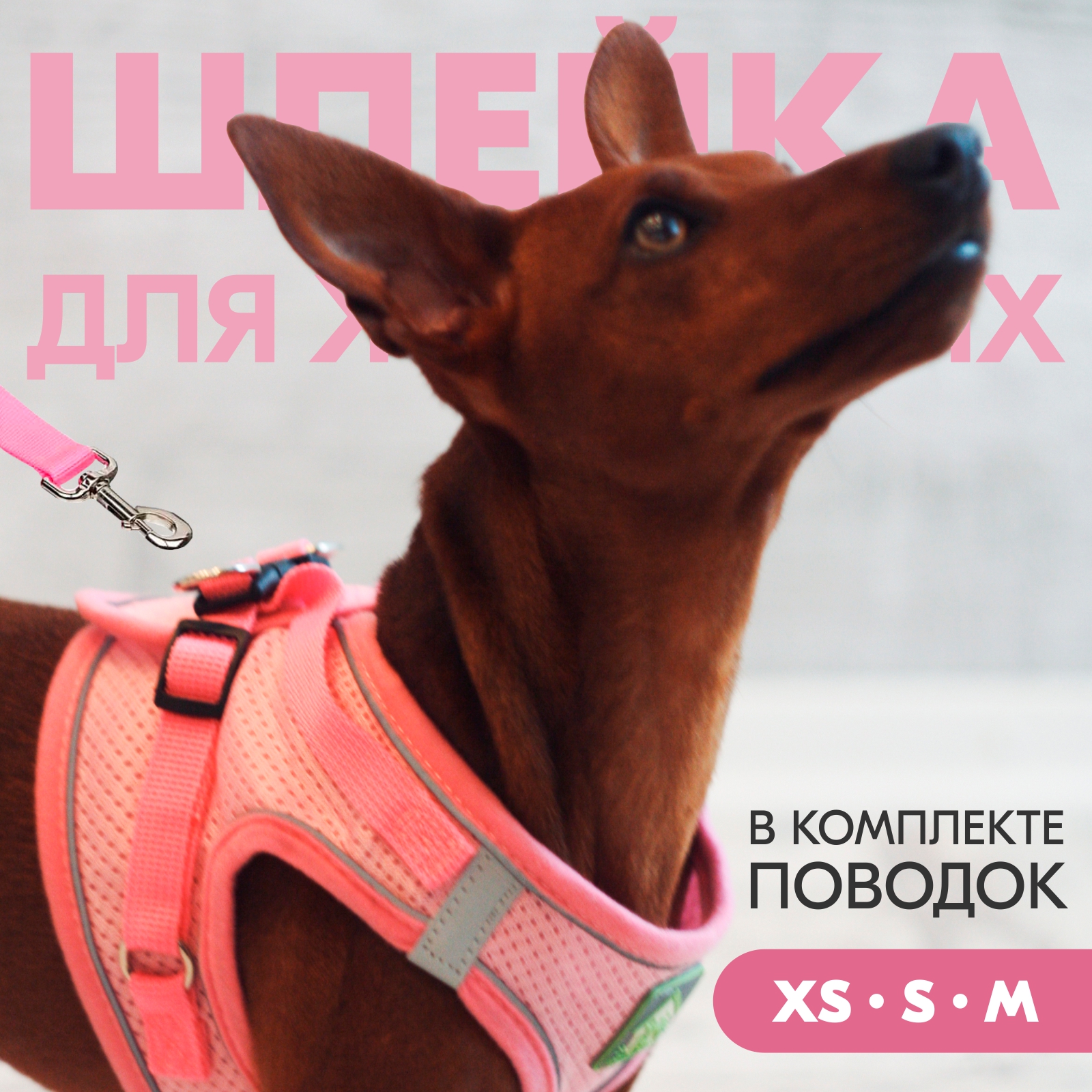 smalldogleash_oz1-pink