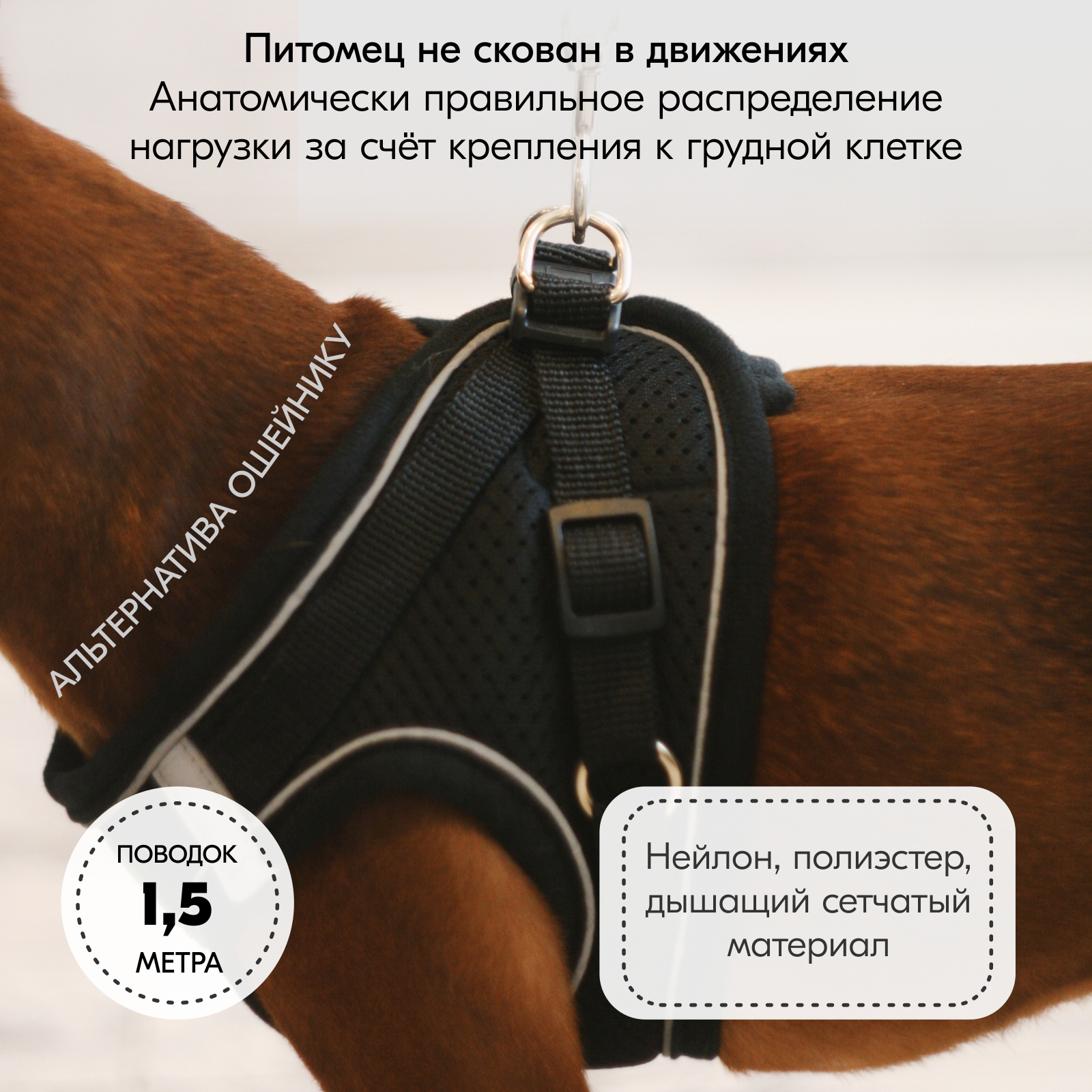 smalldogleash_oz2