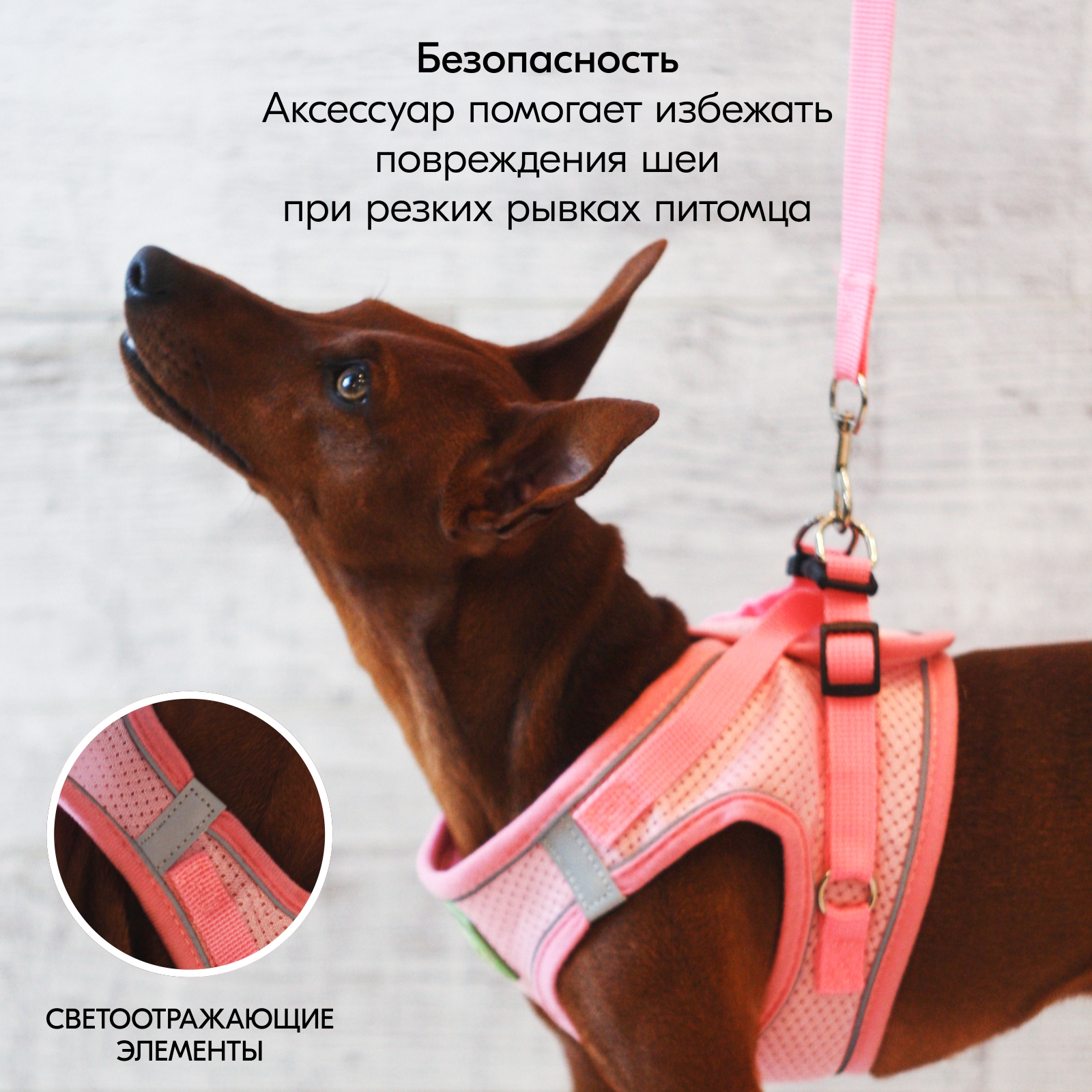 smalldogleash_oz3