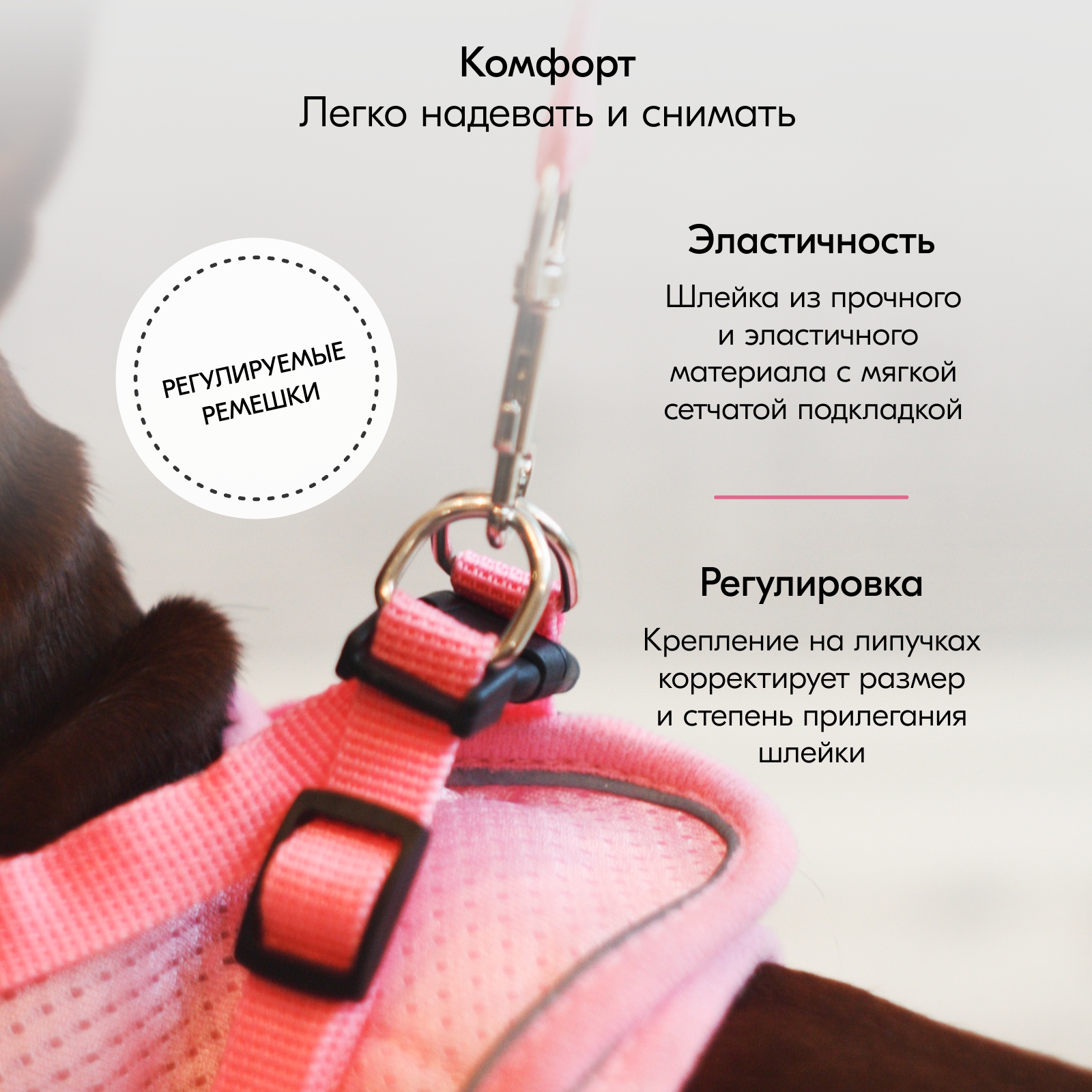 smalldogleash_oz4