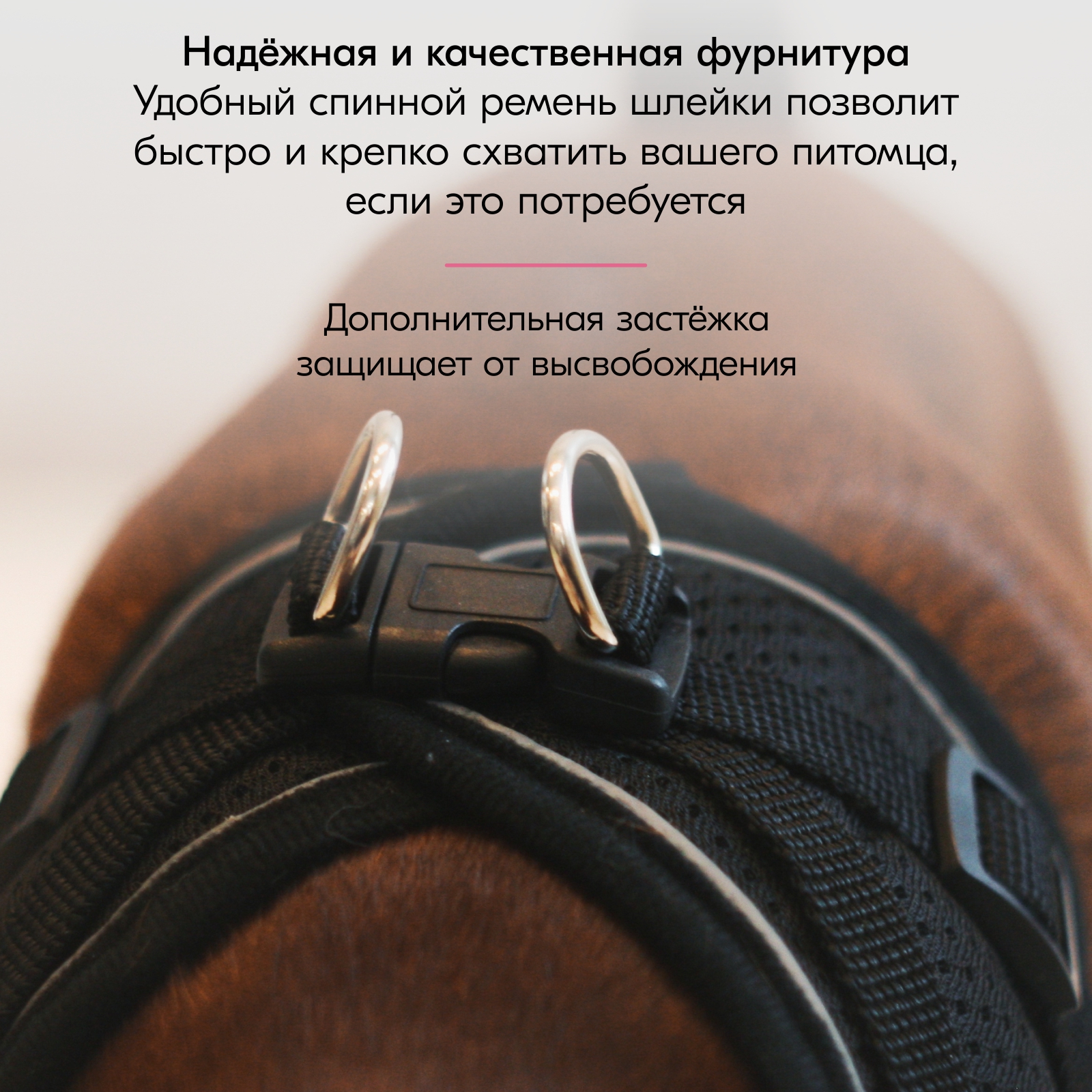 smalldogleash_oz5