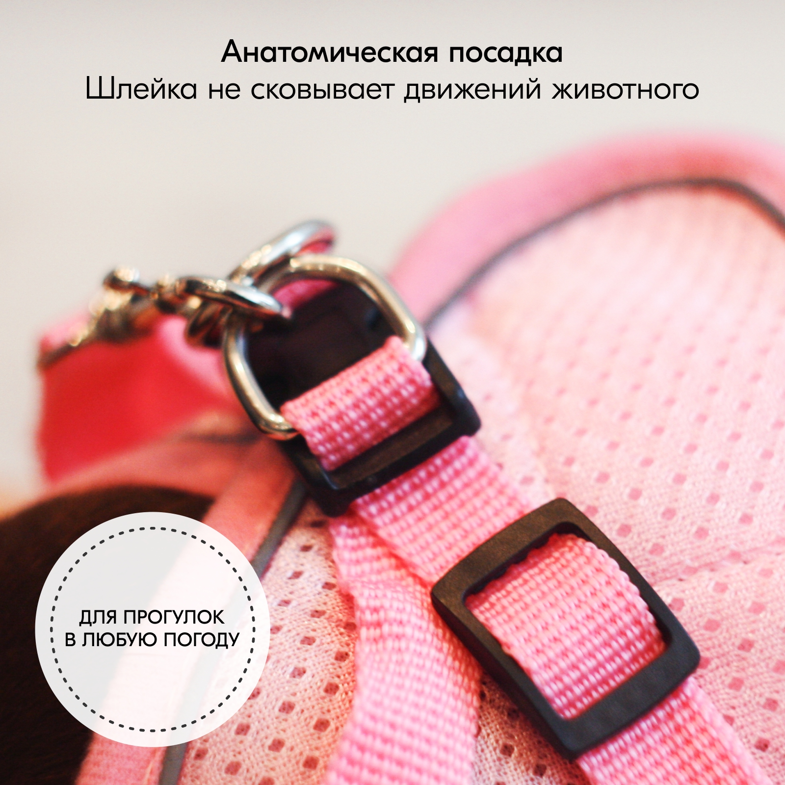 smalldogleash_oz6