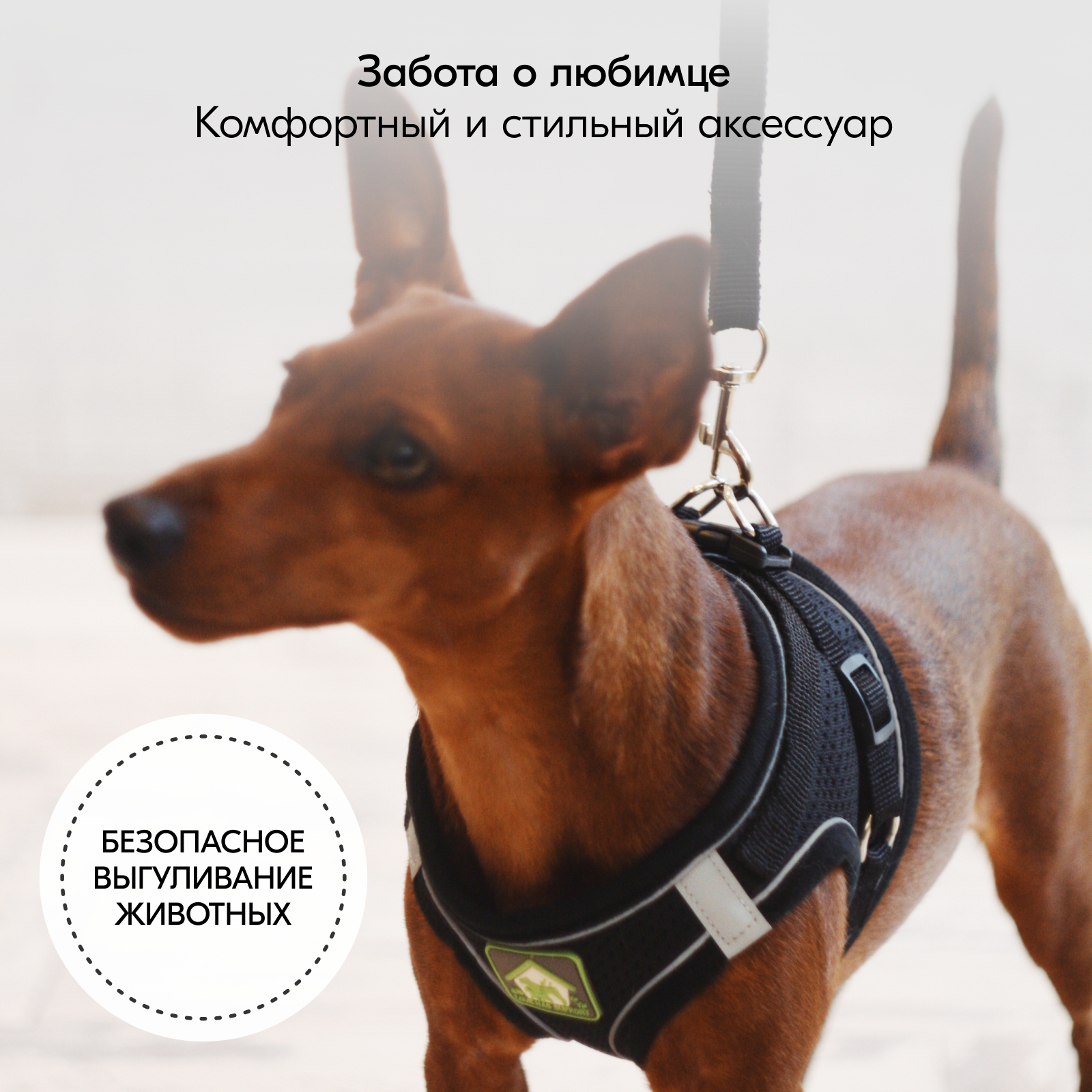 smalldogleash_oz7